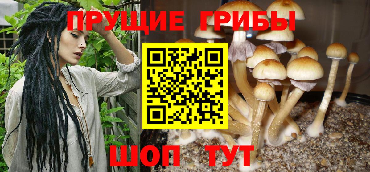 где купить   Вход с VPN  Беслан  Галлюциногенные грибы Psilocybine cubensis  Галлюциногенные грибы Cubensis 